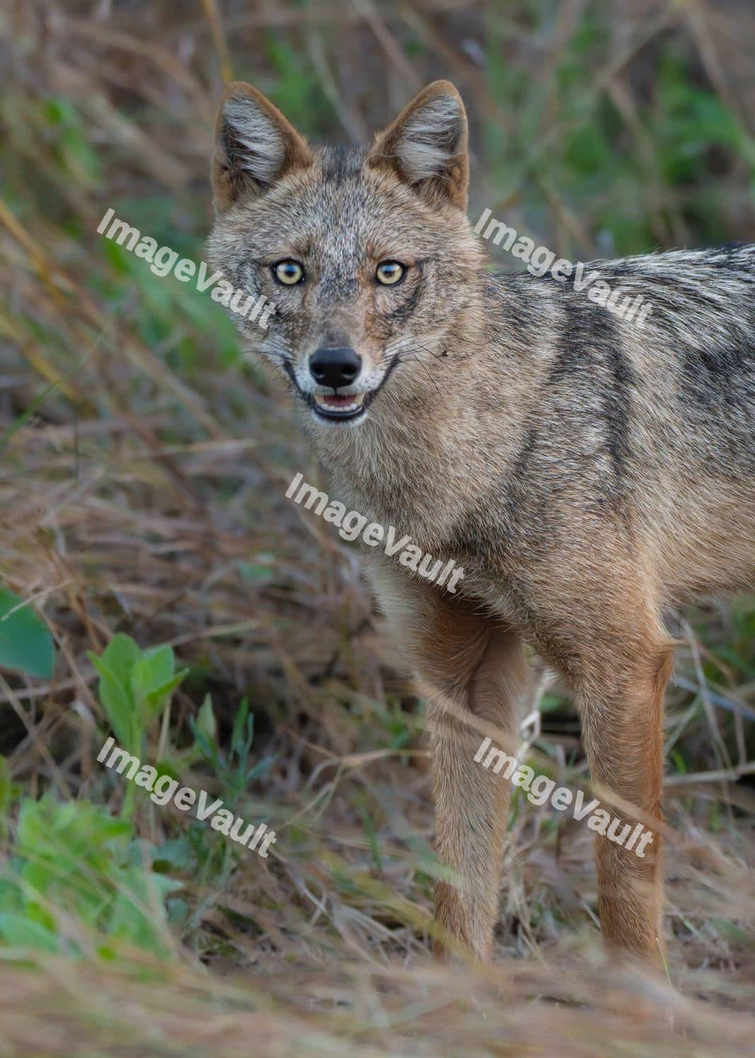Jackal looking at the camera